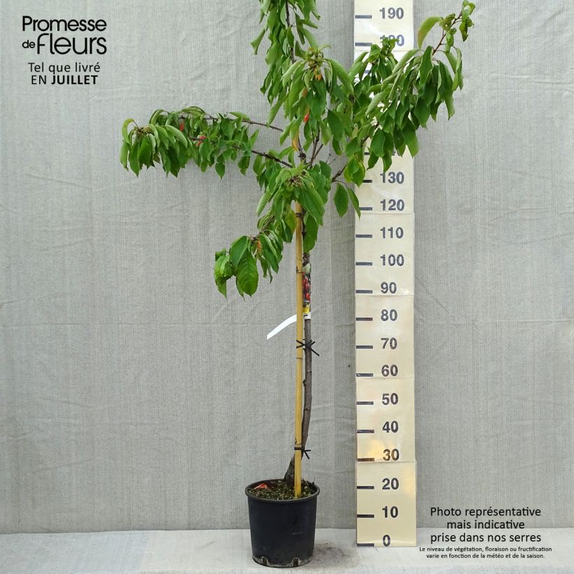 Exemplar von Süßkirsche Moreau - Prunus avium Topf mit 7,5L/10L, Halbstamm wie im Sommer geliefert