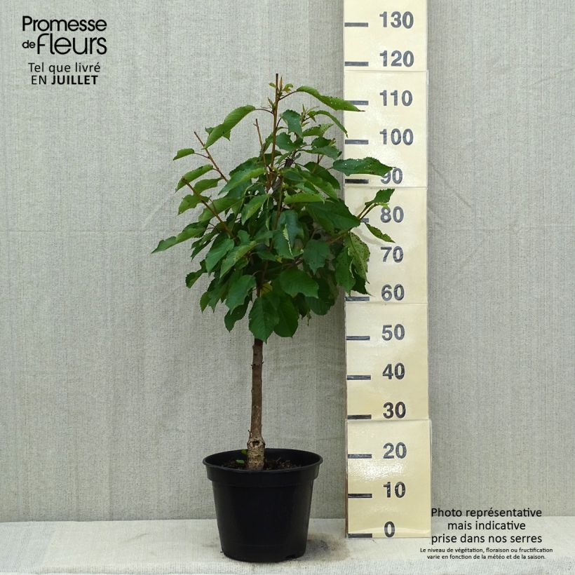 Exemplar von Süßkirsche Moreau - Prunus avium Topf mit 7,5L/10L, Gobelet-Form wie im Sommer geliefert
