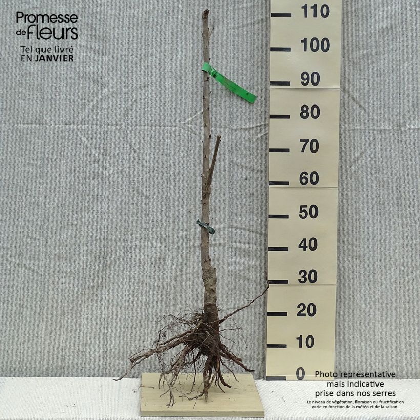 Exemplar von Süßkirsche Napoléon Bio - Prunus avium Wurzelnackt, Heister wie im Winter geliefert