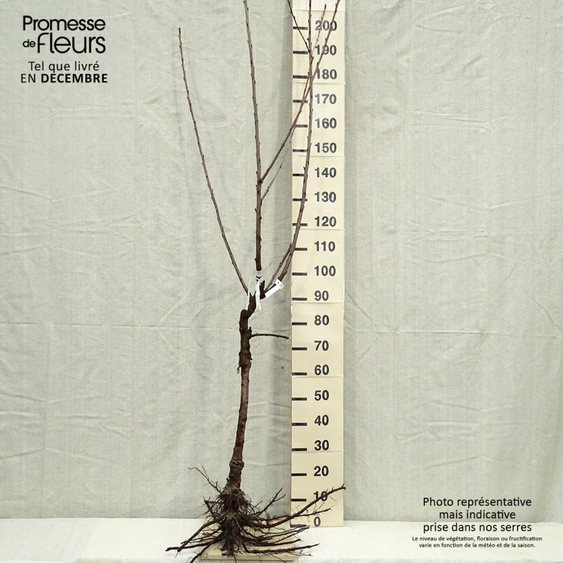 Exemplar von Süßkirsche Napoléon - Prunus avium Wurzelnackt, Gobelet-Form wie im Winter geliefert