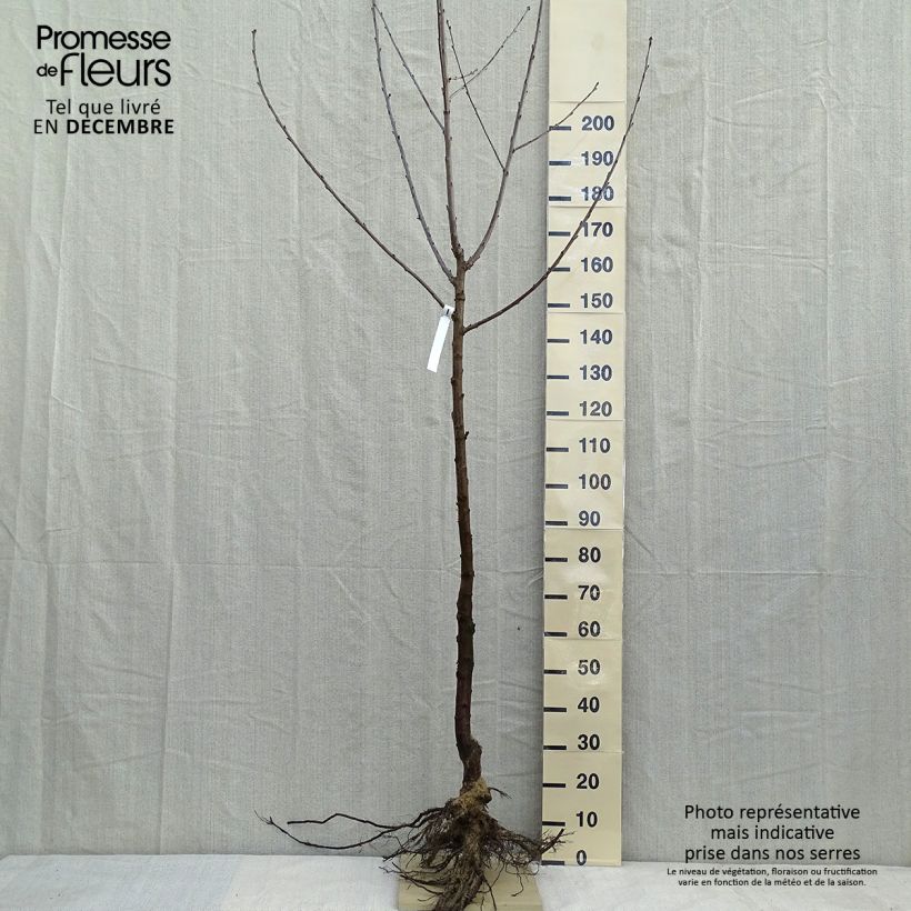Exemplar von Süßkirsche Noir - Prunus avium Wurzelnackt, Gobelet-FormGelieferte Höhe ca. 140/160cm wie im Winter geliefert