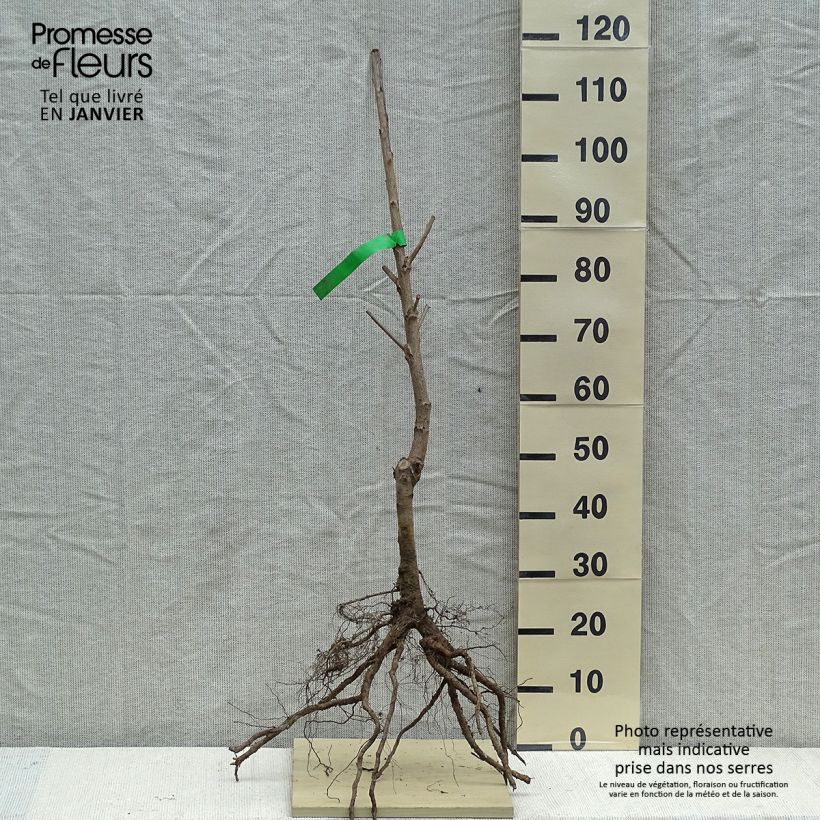 Exemplar von Süßkirsche Reverchon Bio - Prunus avium Wurzelnackt, Heister wie im Winter geliefert