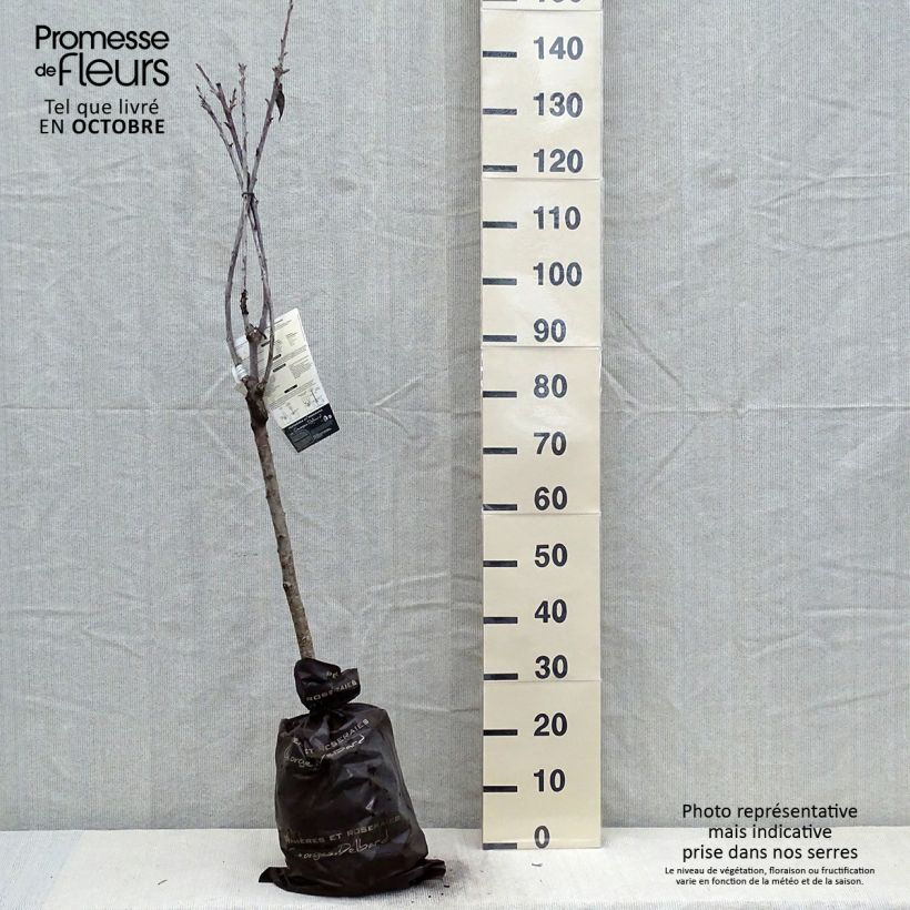 Exemplar von Süßkirsche Sunburst - Prunus avium Plug "Fertig-zum-Pflanzen", Gobelet-Form wie im Herbst geliefert