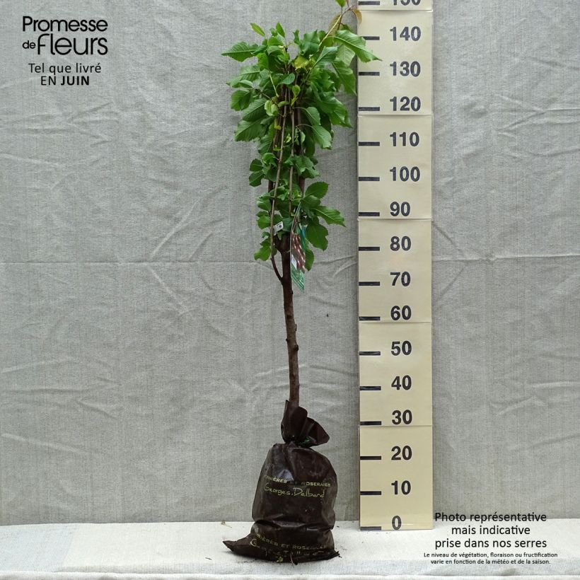Exemplar von Süßkirsche Sunburst - Prunus avium Plug "Fertig-zum-Pflanzen", Gobelet-Form wie im Frühjahr geliefert