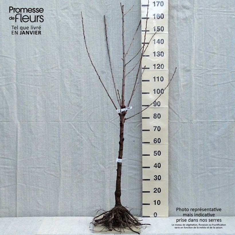 Exemplar von Süßkirsche Sunburst - Prunus avium Wurzelnackt, Gobelet-Form wie im Winter geliefert