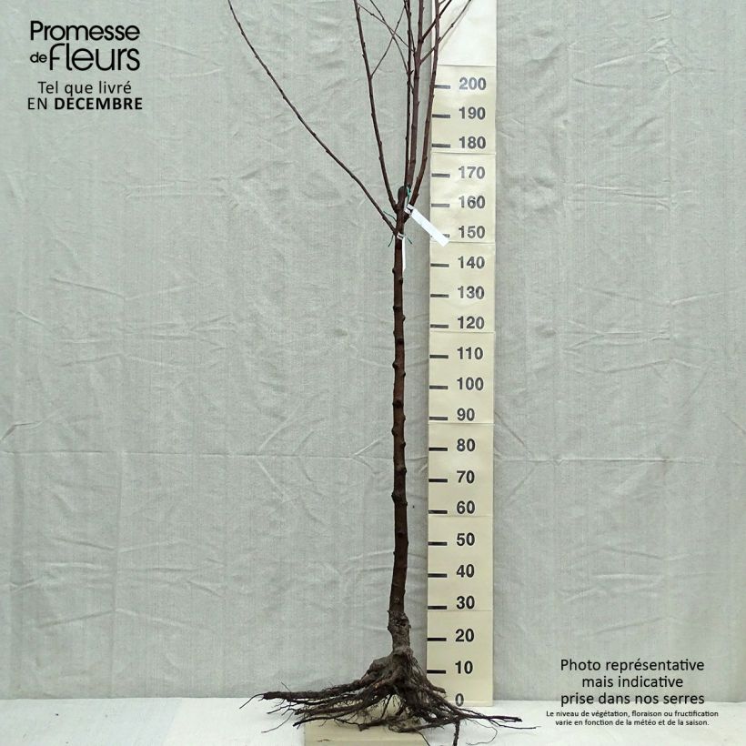 Exemplar von Süßkirsche Van - Prunus avium Wurzelnackt, Halbstamm wie im Winter geliefert