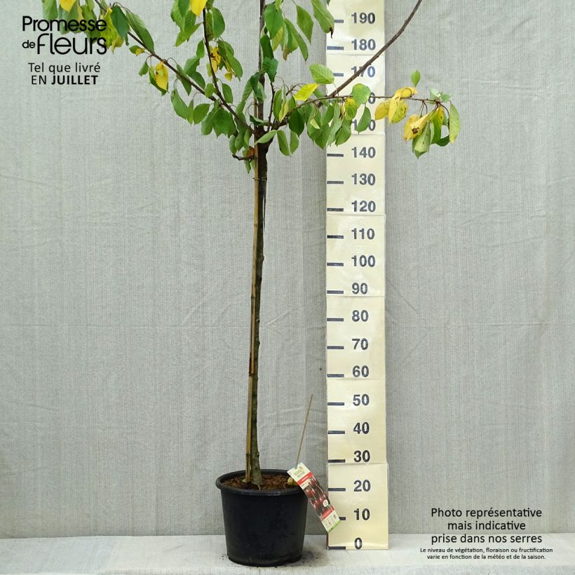 Exemplar von Sauerkirsche Early Rivers - Prunus cerasus Topf mit 7,5L/10L, Halbstamm wie im Sommer geliefert