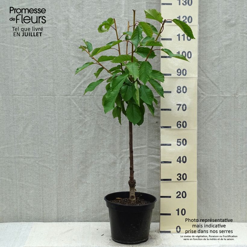 Exemplar von Sauerkirsche Early Rivers - Prunus cerasus Topf mit 7,5L/10L, Gobelet-Form wie im Sommer geliefert