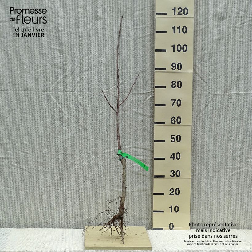 Exemplar von Sauerkirsche Griottier Griotte de Montmorency Bio - Prunus cerasus Wurzelnackt, Heister wie im Winter geliefert