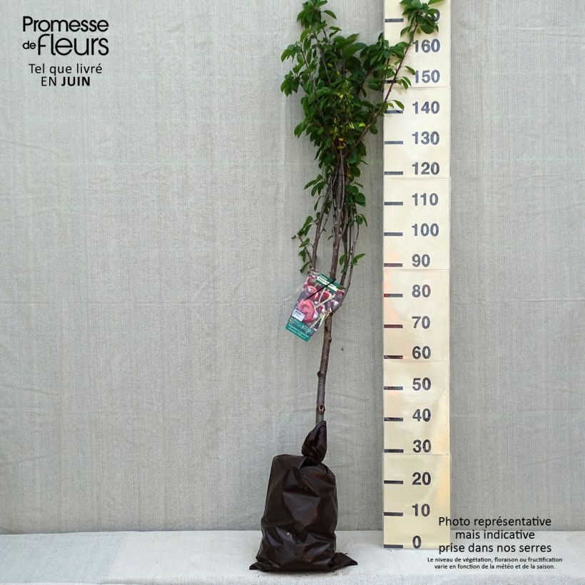 Exemplar von Sauerkirsche Cerise Allégria Delbard delkarsun - Prunus cerasus Plug "Fertig-zum-Pflanzen", Gobelet-FormGelieferte Höhe ca. 110/+cm wie im Frühjahr geliefert