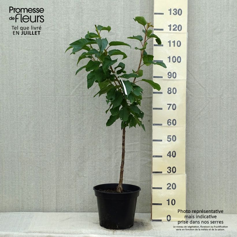 Exemplar von Sauerkirsche Rainier - Prunus cerasus Topf mit 7,5L/10L, Gobelet-Form wie im Sommer geliefert