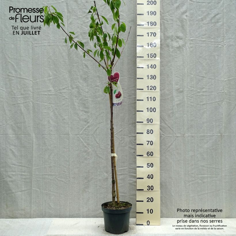 Exemplar von Süßkirsche Schneiders Späte Knorpelkirsche - Prunus avium Topf mit 7,5L/10L, Halbstamm wie im Sommer geliefert