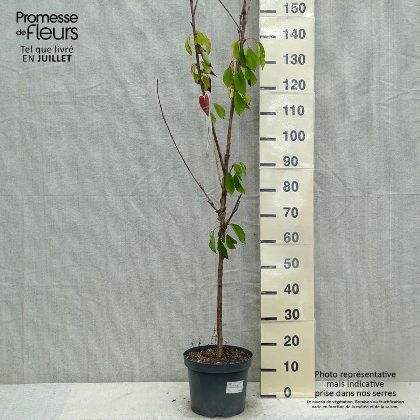 Exemplar von Süßkirsche Schneiders Späte Knorpelkirsche - Prunus avium Topf mit 7,5L/10L, Gobelet-Form wie im Sommer geliefert