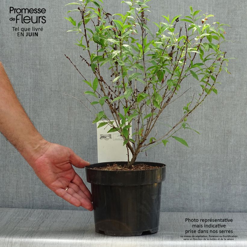 Exemplar von Drüsen-Kirsche Alba Plena - Prunus glandulosa Topf mit 2L/3L wie im Sommer geliefert
