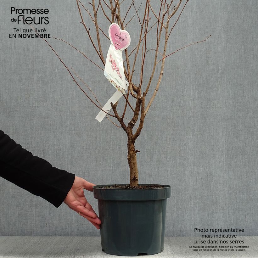 Exemplar von Kurilen-Kirsche Ruby - Prunus nipponica var. kurilensis Topf mit 7,5L/10L wie im Herbst geliefert
