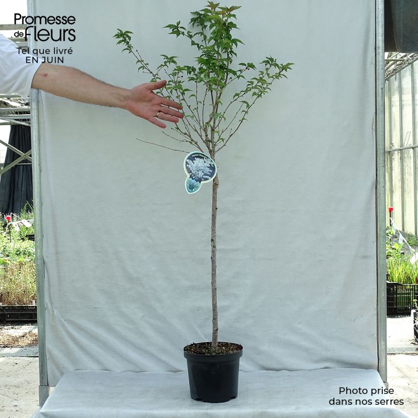 Exemplar von Kurilen-Kirsche Brillant - Prunus nipponica var. kurilensis Topf mit 2L/3L wie im Sommer geliefert