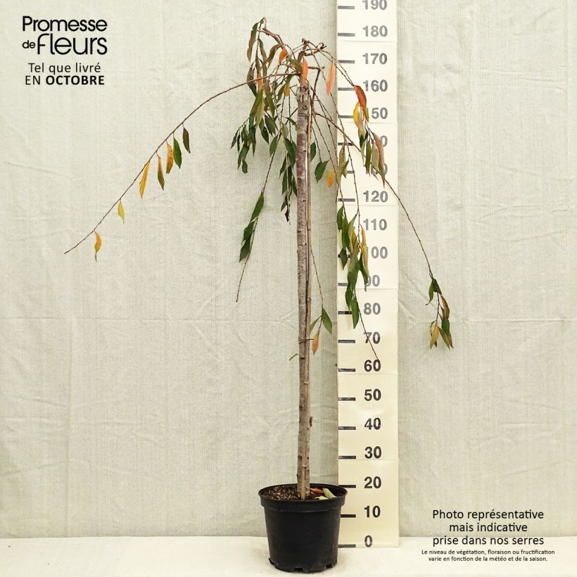 Exemplar von Zierkirsche Pendula Rubra - Prunus subhirtella Topf mit 7,5L/10L wie im Herbst geliefert
