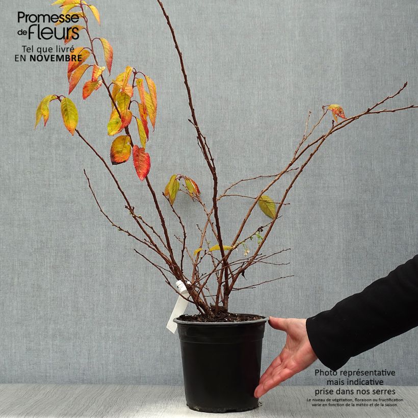 Exemplar von Zierkirsche Autumnalis Rosea - Prunus Topf mit 4L/5L wie im Herbst geliefert