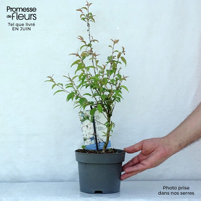Exemplar von Fuji-Kirsche Oshidori - Prunus incisa Topf mit 2L/3L wie im Sommer geliefert