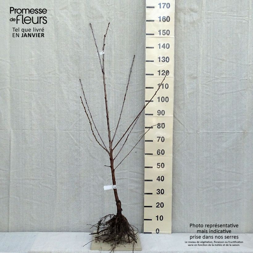 Exemplar von Süßkirsche Bigalise 'enjidel' - Prunus avium Wurzelnackt, Gobelet-Form wie im Winter geliefert