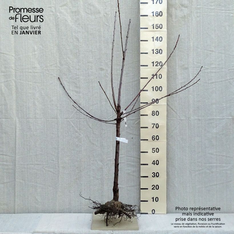 Exemplar von Süßkirsche Bigalise 'enjidel' - Prunus avium Wurzelnackt, Heister wie im Winter geliefert