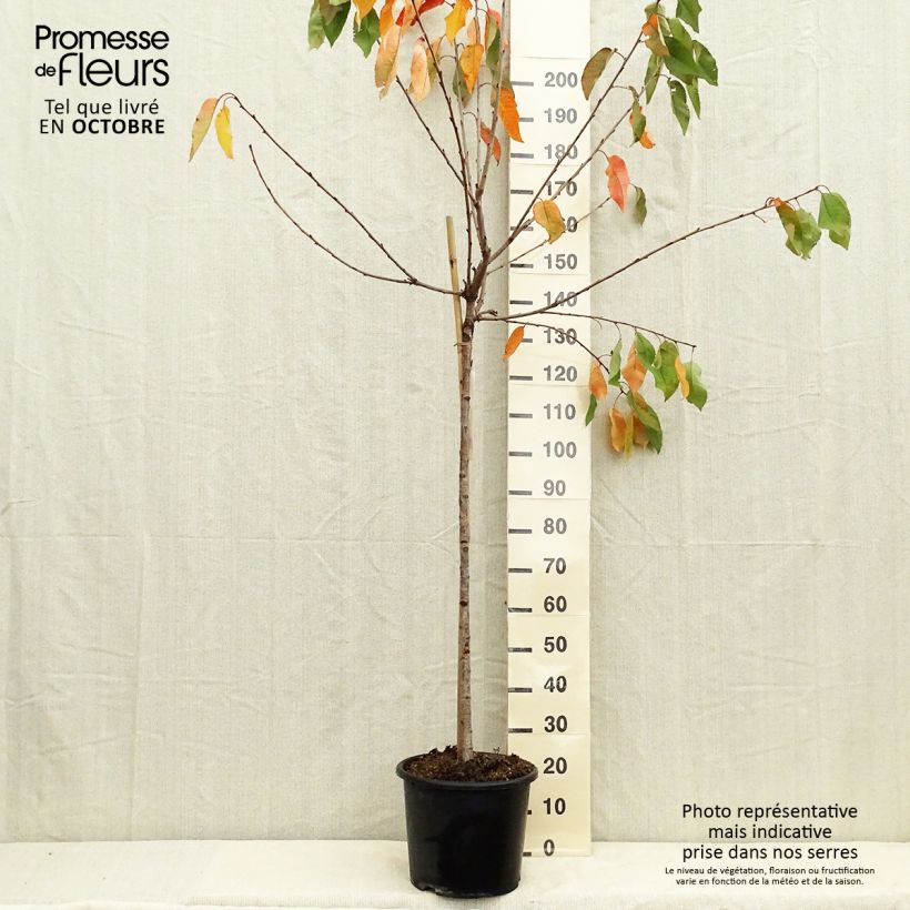 Exemplar von Süßkirsche Coeur de Pigeon - Prunus avium Topf mit 7,5L/10L, Halbstamm wie im Herbst geliefert