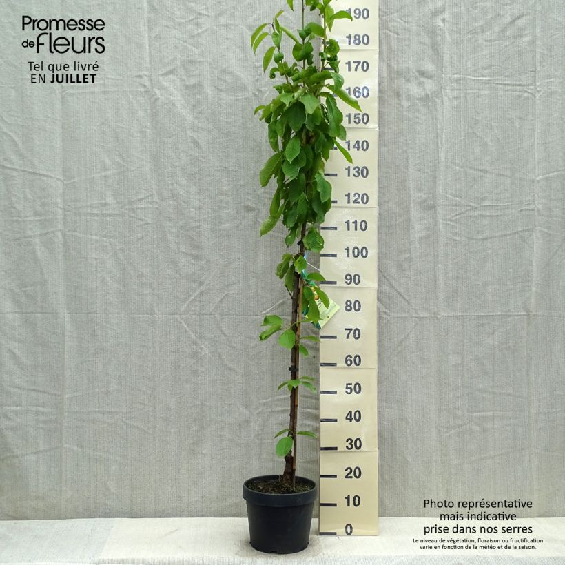 Exemplar von Sauerkirsche Hong kong - Prunus cerasus Topf mit 6L/7L, Säulenförmig wie im Sommer geliefert