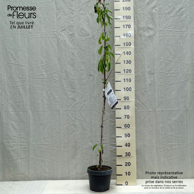 Exemplar von Sauerkirsche Shangai - Prunus cerasus Topf mit 6L/7L, Säulenförmig wie im Sommer geliefert