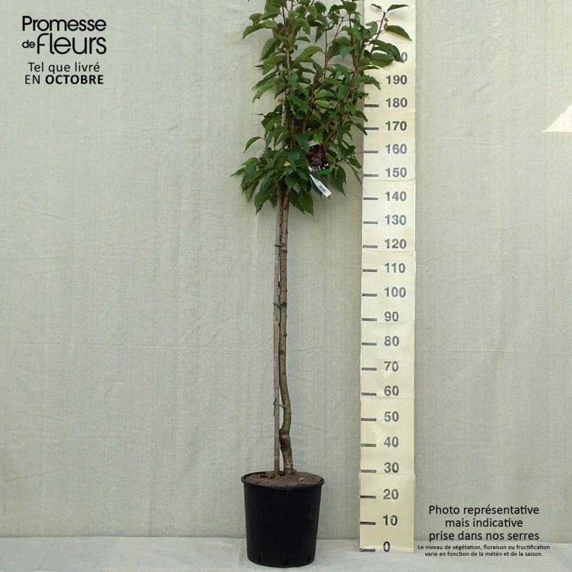Exemplar von Zierkirsche Kanzan - Prunus serrulata Topf mit 7,5L/10L wie im Herbst geliefert