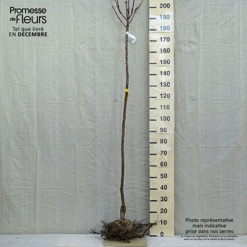 Exemplar von Zierkirsche Kanzan - Prunus serrulata Wurzelnackt wie im Winter geliefert