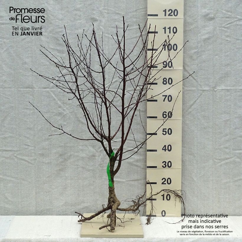Exemplar von Sauerkirsche Fruitality Cherry Baby (‘Porthos’) - Prunus cerasus Wurzelnackt, Heister wie im Winter geliefert