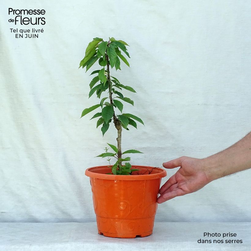 Exemplar von Süßkirsche Garden Bing - Prunus avium Topf mit 7,5L/10L, ZwergformGelieferte Höhe ca. 60cm wie im Sommer geliefert