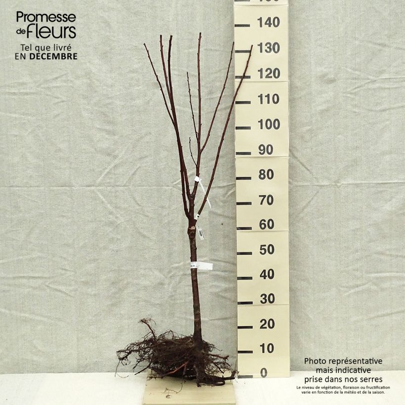 Exemplar von Sauerkirsche Maynard - Prunus cerasus Wurzelnackt, 1/4 StängelGelieferte Höhe ca. 40cm wie im Winter geliefert