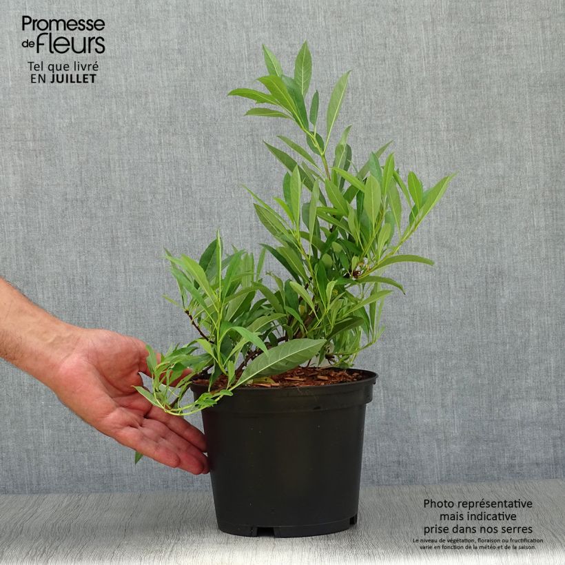 Exemplar von Zierpfirsich Depressa - Prunus pumila Topf mit 2L/3L wie im Sommer geliefert