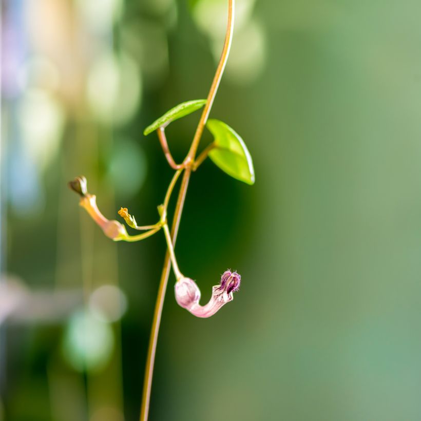 Leuchterblume - Ceropegia woodii (Blüte)