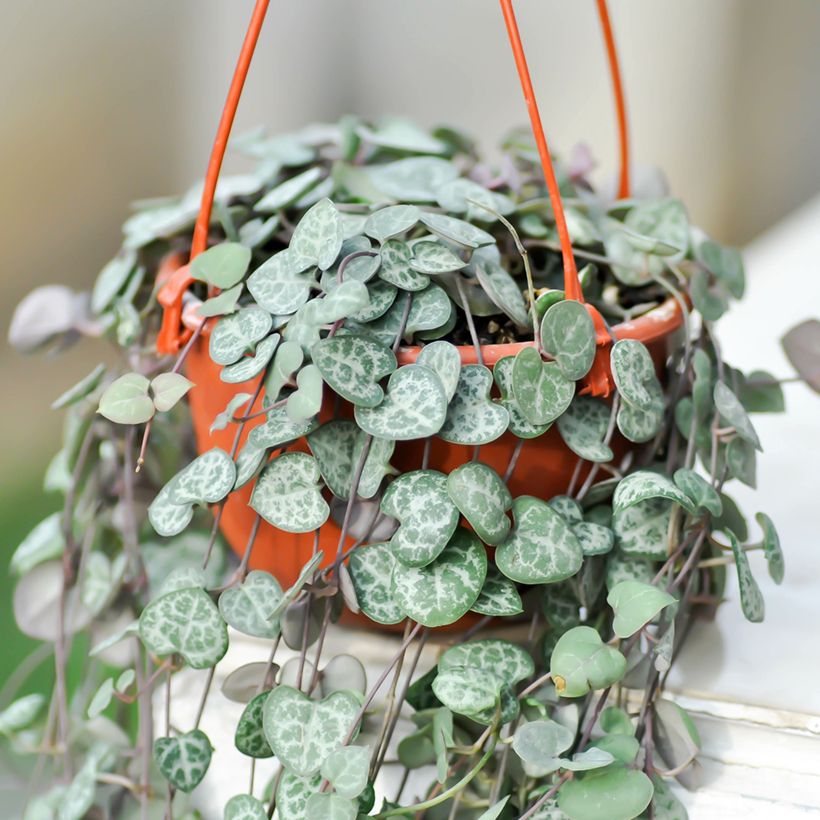 Leuchterblume - Ceropegia woodii (Hafen)