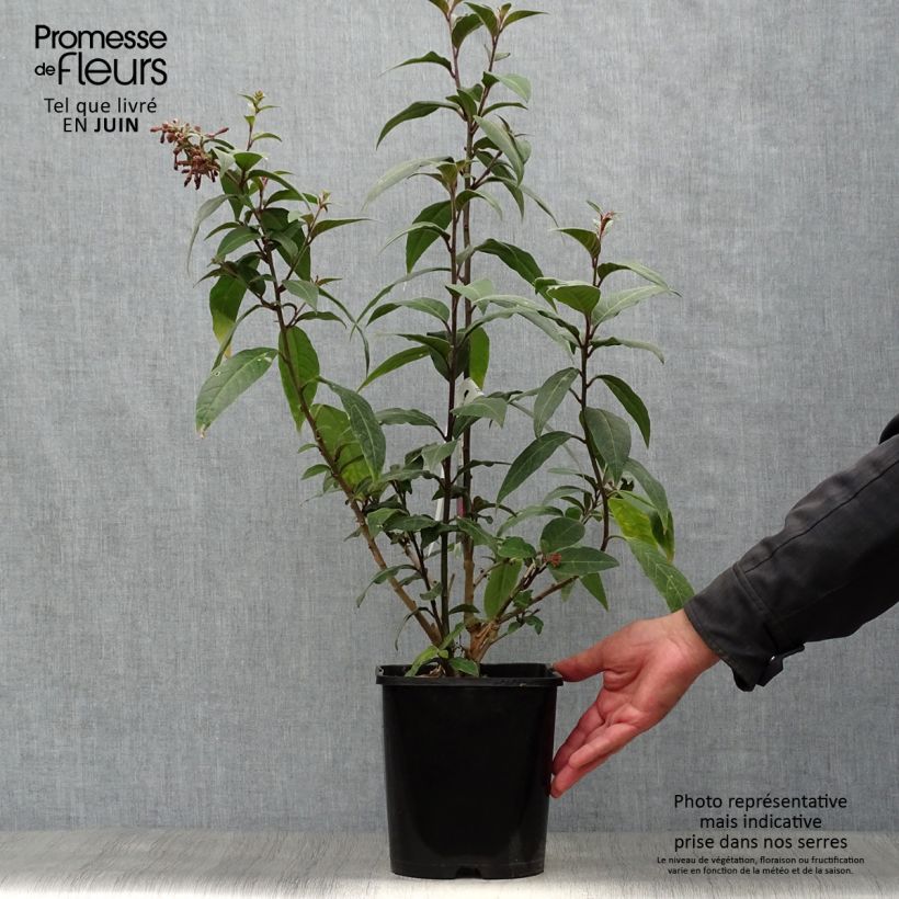 Exemplar von Cestrum elegans Rubrum - Hammerstrauch Topf mit 4L/5L wie im Sommer geliefert
