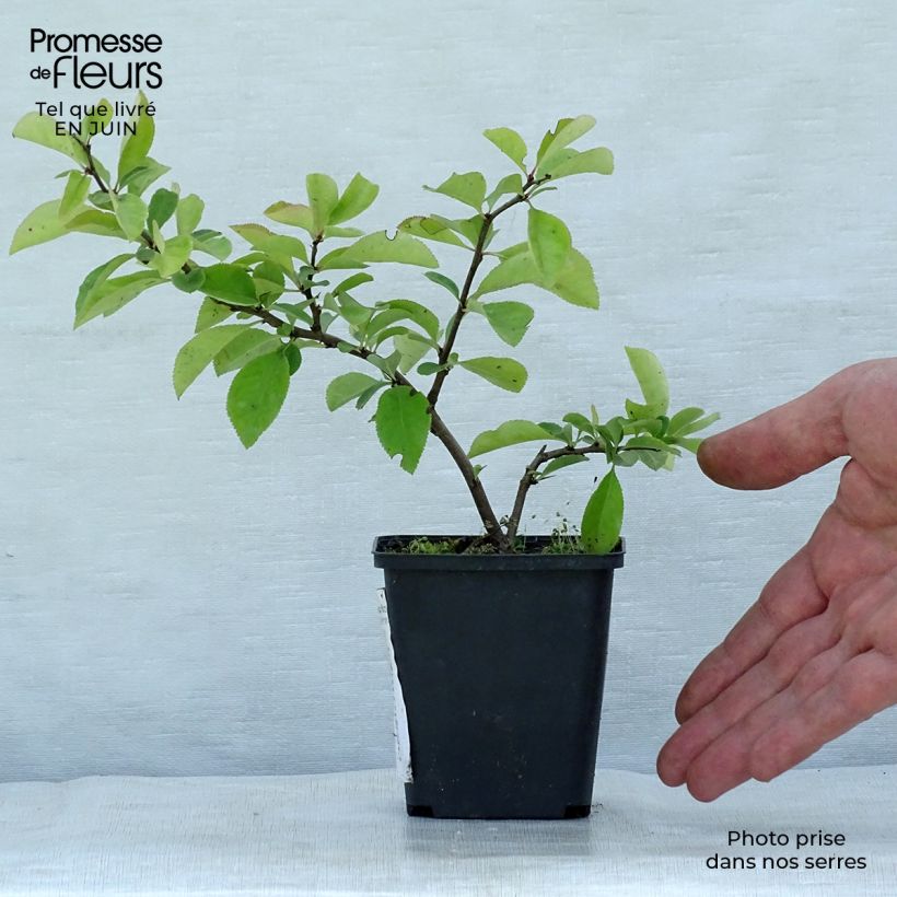 Exemplar von Zierquitte Nicoline - Chaenomeles superba Kleine Töpfe von 8/9 cm wie im Sommer geliefert