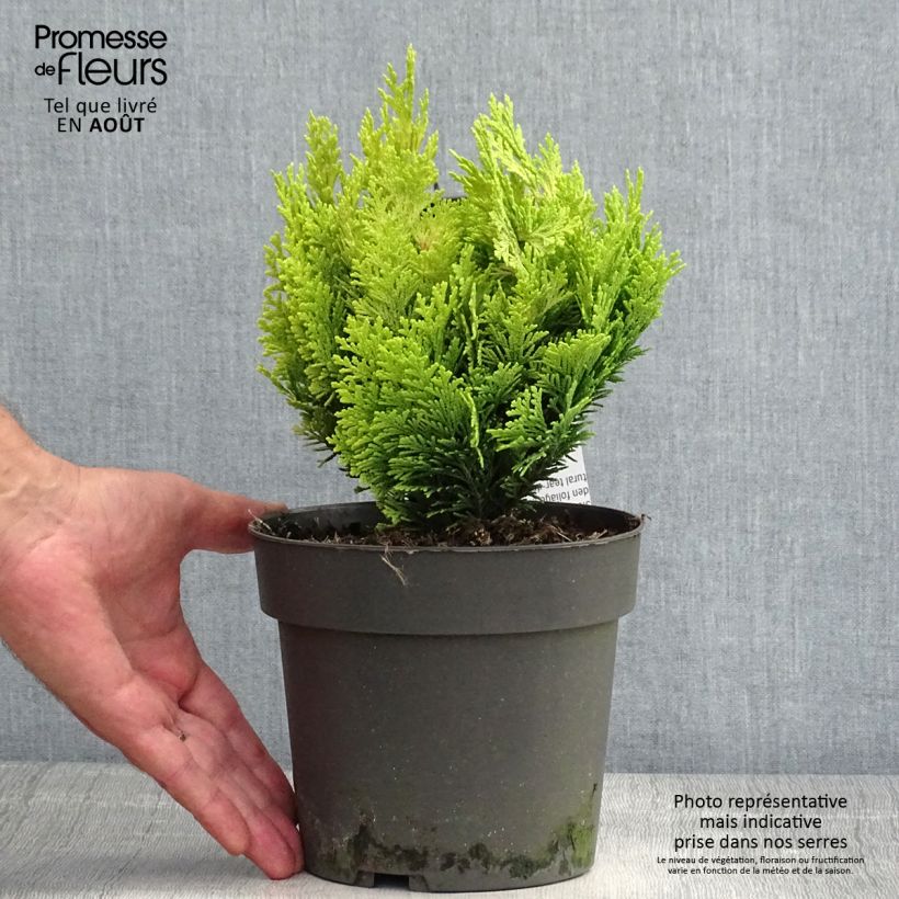 Exemplar von Chamaecyparis lawsoniana Minima Aurea Topf mit 2L/3L wie im Sommer geliefert
