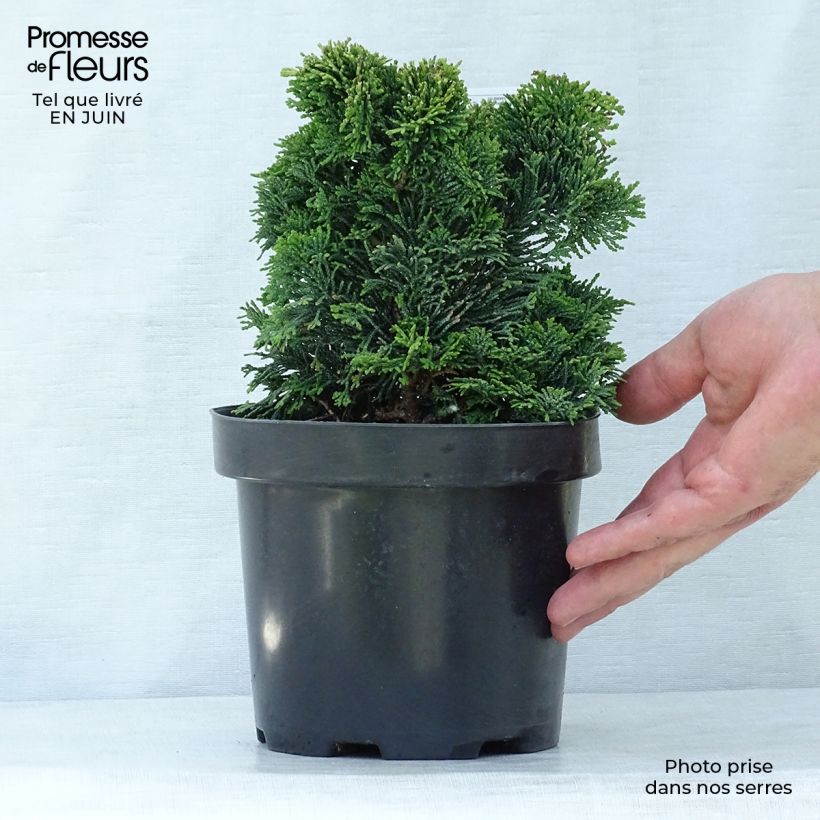 Exemplar von Chamaecyparis obtusa Nana Gracilis Topf mit 2L/3L wie im Sommer geliefert