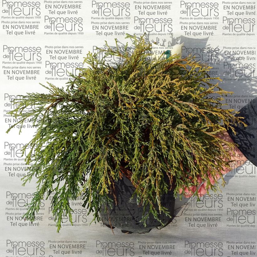Beispiel eines Exemplars von Chamaecyparis pisifera Kaatje Topf mit 2L/3L wie geliefert