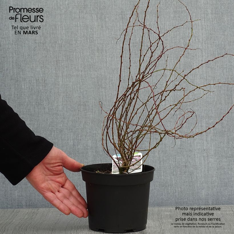 Exemplar von Chamaecytisus purpureus - Purpurroter Geißklee Topf mit 3L/4L wie im Winter geliefert