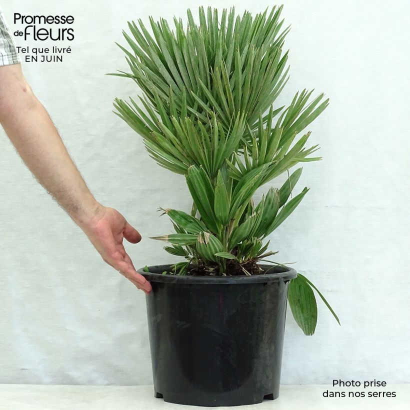 Exemplar von Chamaerops humilis Compacta - Zwergpalme Topf mit 6L/7L wie im Sommer geliefert
