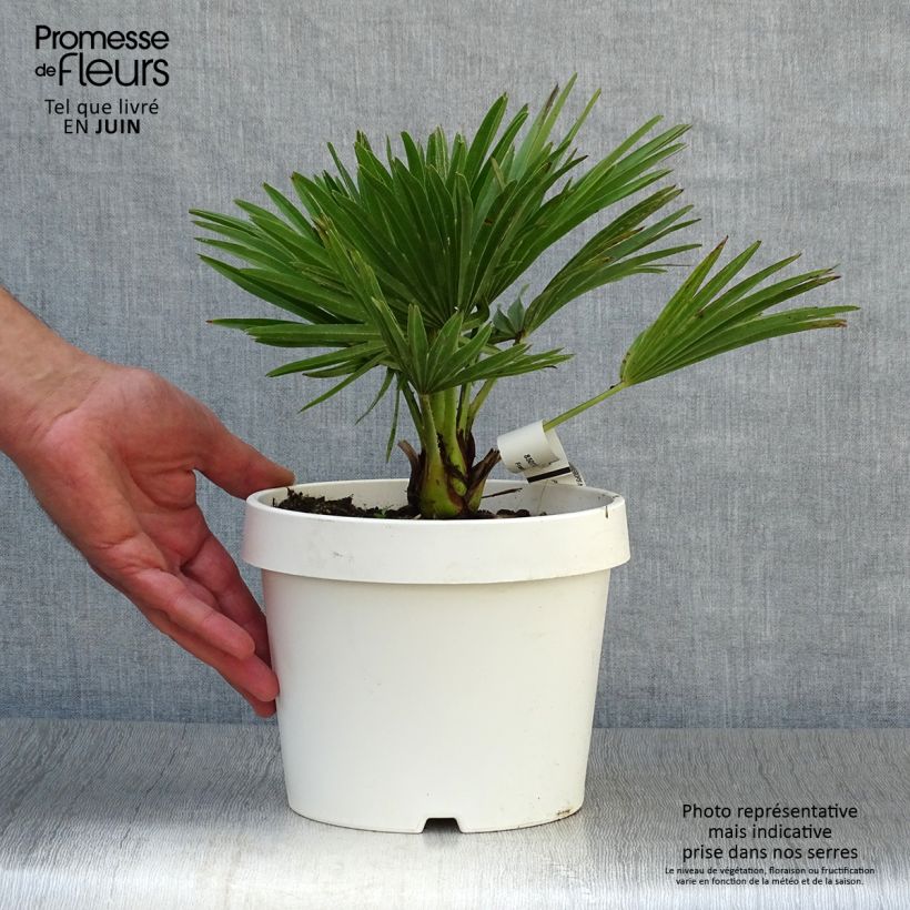Exemplar von Chamaerops humilis Compacta - Zwergpalme Topf mit 2L/3L wie im Sommer geliefert