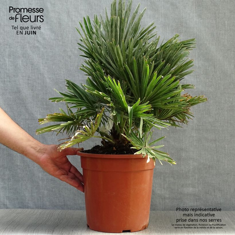 Exemplar von Chamaerops humilis Compacta - Zwergpalme Topf mit 4L/5L wie im Sommer geliefert