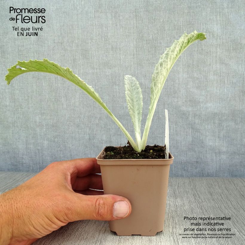 Exemplar von Onopordum nervosum - Eselsdistel Kleine Töpfe von 8/9 cm wie im Sommer geliefert