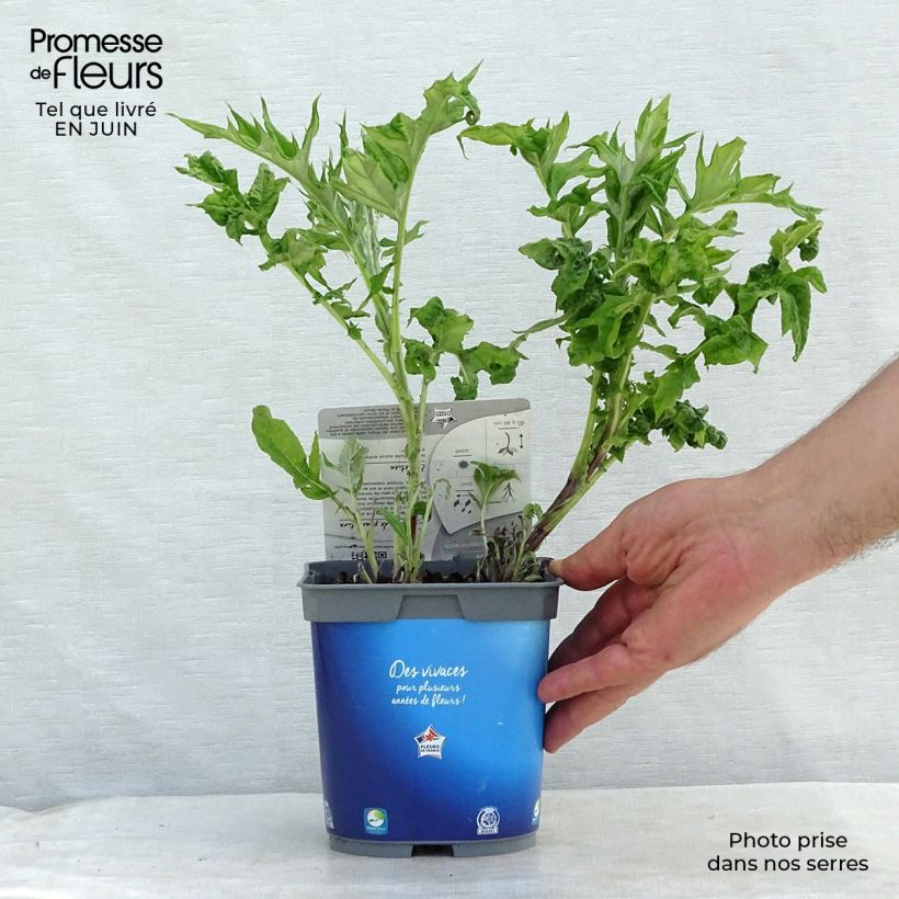 Exemplar von Blaue Kugeldistel - Echinops ritro Topf mit 2L/3L wie im Sommer geliefert
