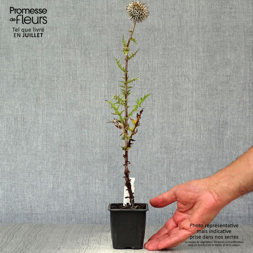 Exemplar von Große Kugeldistel Arctic Glow - Echinops sphaerocephalum Kleine Töpfe von 8/9 cm wie im Sommer geliefert