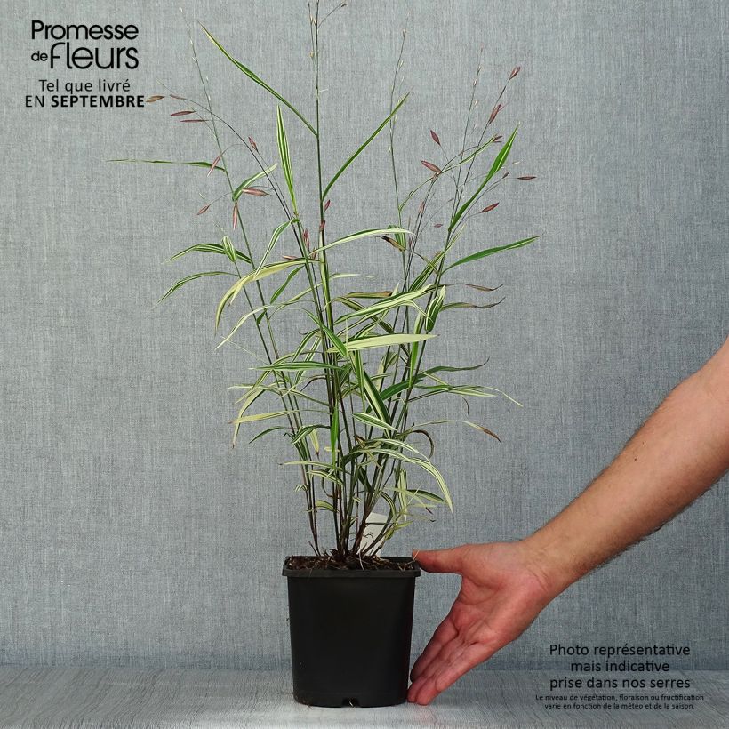 Exemplar von Chasmanthium latifolium River Mist - Plattähren-Gras Topf mit 2L/3L wie im Sommer geliefert
