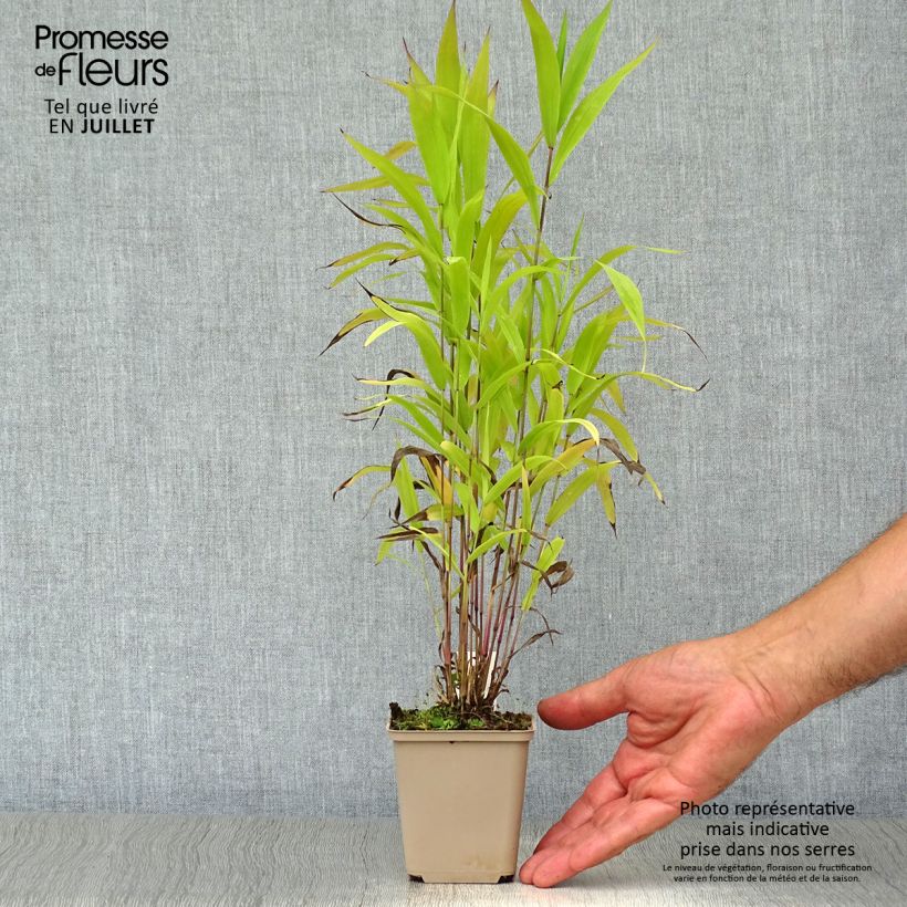 Exemplar von Chasmanthium latifolium - Plattähren-Gras Kleine Töpfe von 8/9 cm wie im Sommer geliefert